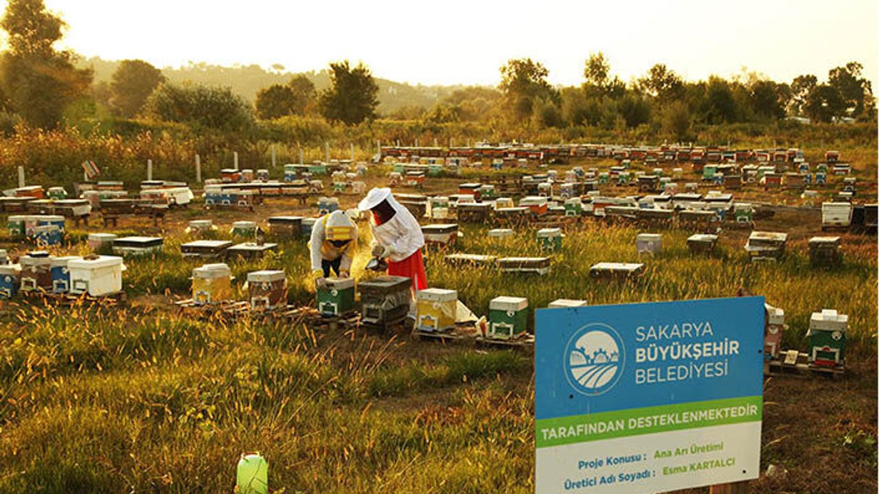 Büyükşehir’in ‘Altın Karınca’ Ödüllü Projesi Rekor Kırdı: 1 Yılda Tam 29 Ton Üretim