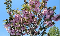 Çiçek Açan Sakura Ağaçları Şehri Görsel Bir Şölene Dönüştürdü