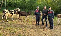 Hendek’te 7 Büyükbaş Hayvan Drone ile Bulundu