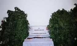 Hendek’te 36 Kök Kenevir ve Ruhsatsız Tüfek Ele Geçirildi