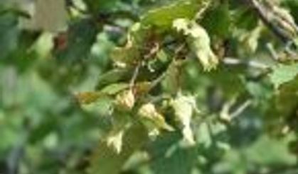 Hendek Dikmen Köyü Tanıtım