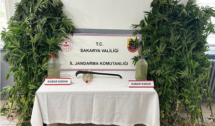 Uyuşturucu Operasyonu, 212 Kök Kenevir Ele Geçirildi