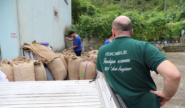 Fiskobirlik 12 Ağustos’ta Fındık Alımına Başlıyor