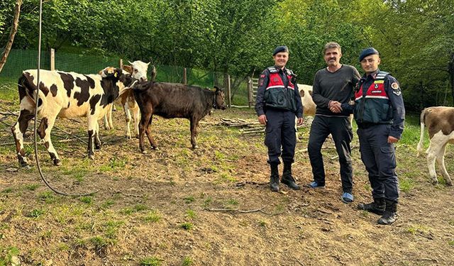 Hendek’te 7 Büyükbaş Hayvan Drone ile Bulundu