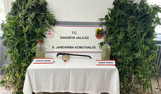 Uyuşturucu Operasyonu, 212 Kök Kenevir Ele Geçirildi