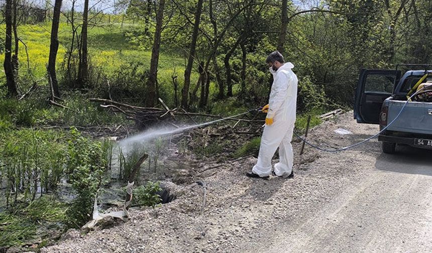 Hendek Belediyesi’nden Sinek Ve Haşerelere Karşı Erken Önlem