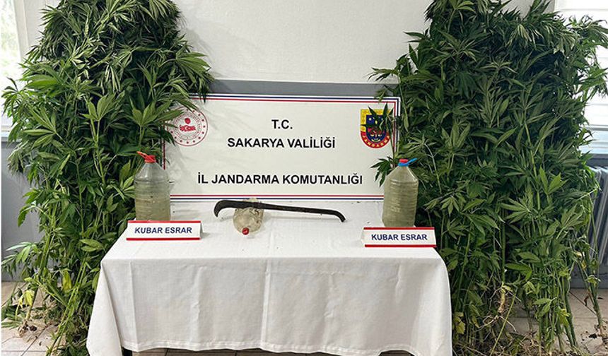 Uyuşturucu Operasyonu, 212 Kök Kenevir Ele Geçirildi