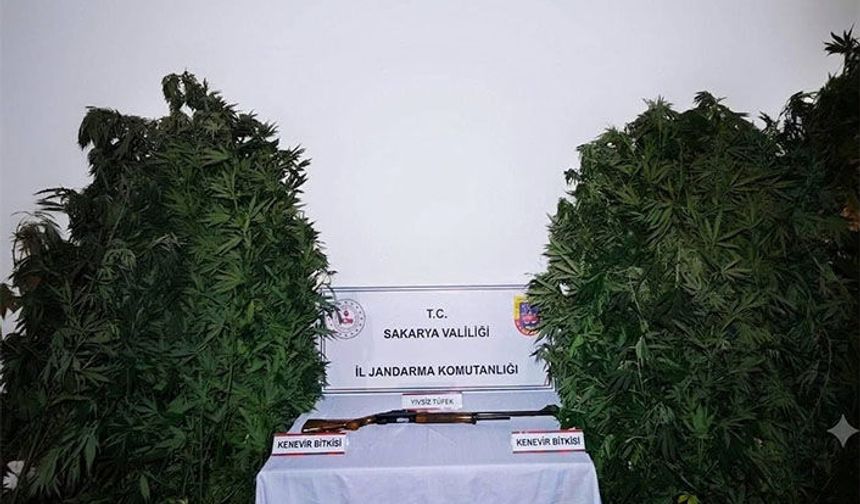 Hendek’te 36 Kök Kenevir ve Ruhsatsız Tüfek Ele Geçirildi
