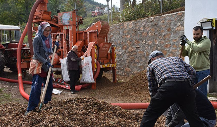Hendek’in Yüksek Kesimlerinde Fındık Hasadı Devam Ediyor
