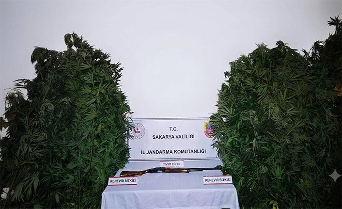 Hendek’te 36 Kök Kenevir ve Ruhsatsız Tüfek Ele Geçirildi